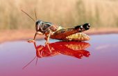 locust-photo